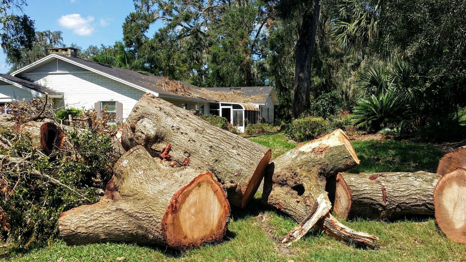 Florida hurricane damaged tree removal