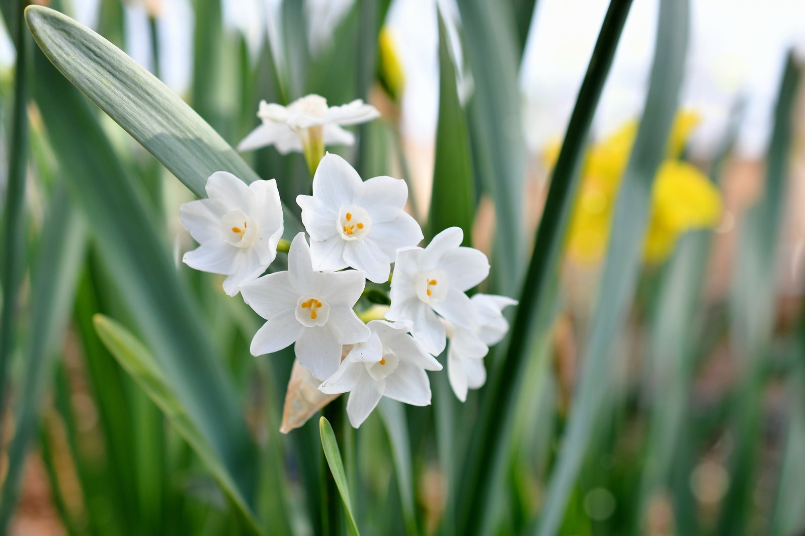 Paperwhites flowers blooming in a garden in the spring.